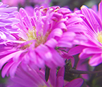 Asters